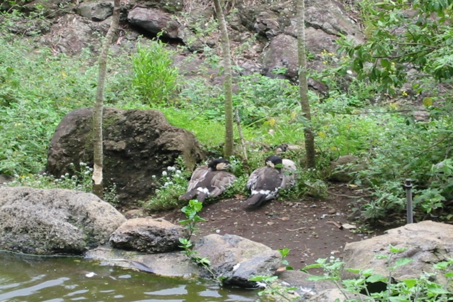 ../image/resting nenes at the garden.jpg